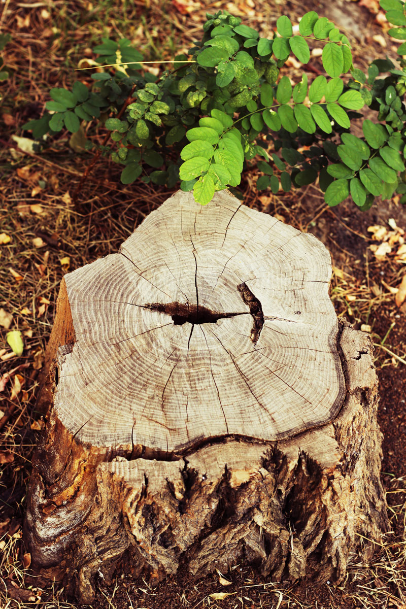 Tree Stump