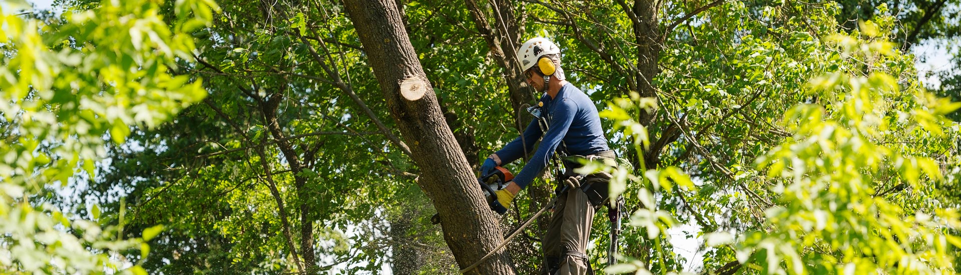 An Arborist Removing a Tree