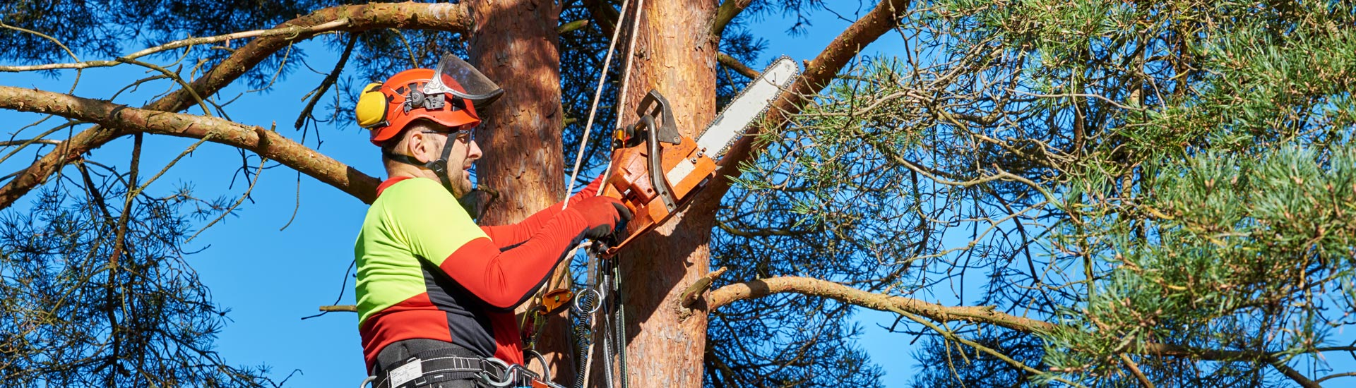 Arborist Doing Pruning Procedure