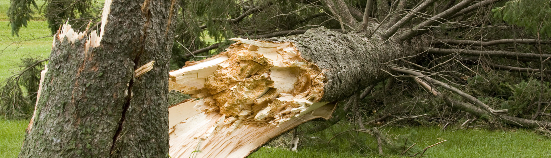 Tree Damaged by Storm